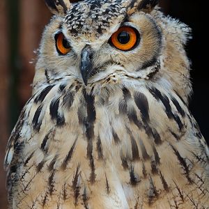 Bengal Eagle Owl - 27/08/2010