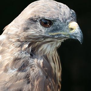 Common Buzzard - 27/08/2010
