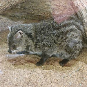 Small Indian Civet