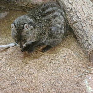 Small Indian Civet