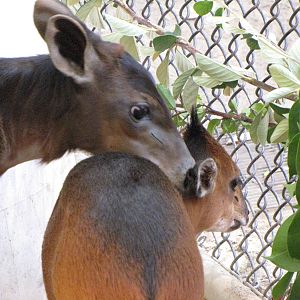 Juvenile Yellow-backed and Red-flanked Duikers