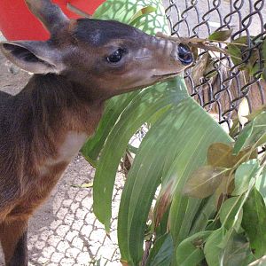 Juvenile Yellow-backed Duiker