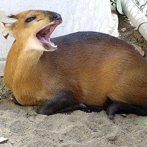 Juvenile Red-flanked Duiker