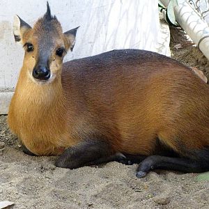 Juvenile Red-flanked Duiker