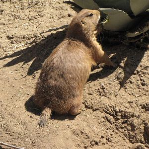 Prairie Dog