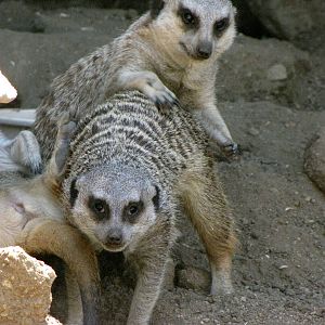Meerkats