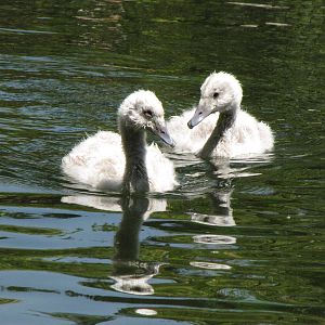 Young Black-necked Swans