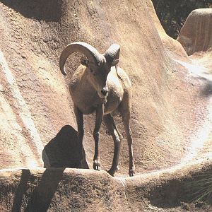 Desert Bighorn Sheep