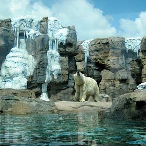 Polar Bear Passage-Polar Bear