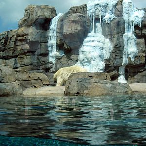 Polar Bear Passage-Polar Bear