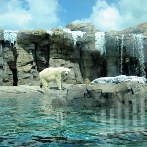 Polar Bear Passage-Polar Bear