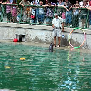 California Sea Lion Show