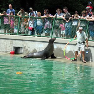 California Sea Lion Show