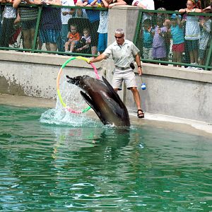 California Sea Lion Show