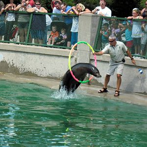 California Sea Lion Show