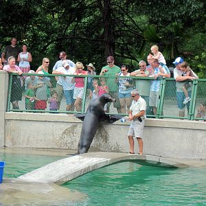California Sea Lion Show