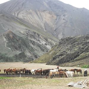 Horses at Landmannalaugauer