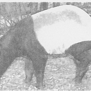 Malyan Tapir