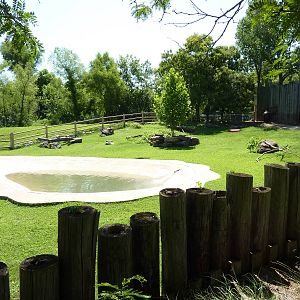 Cape Buffalo Enclosure
