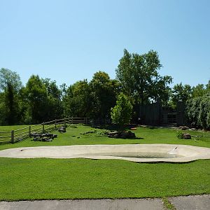 Cape Buffalo Enclosure