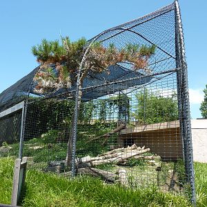 Snow Leopard Exhibit