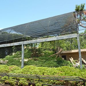 Snow Leopard Exhibit