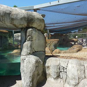 African Black-Footed Penguin Exhibit
