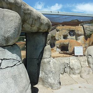 African Black-Footed Penguin Exhibit
