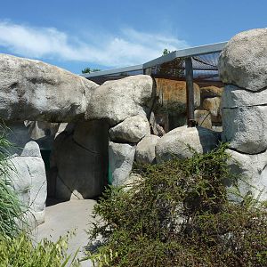 African Black-Footed Penguin Exhibit