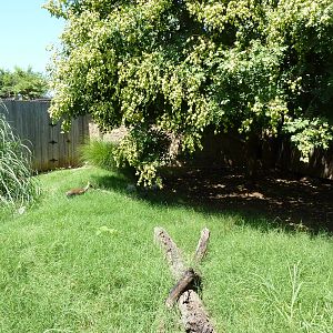 Guenther's Dik-Dik/Leopard Tortoise Exhibit