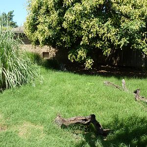 Guenther's Dik-Dik/Leopard Tortoise Exhibit