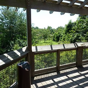 Cheetah Exhibit - Viewing Area