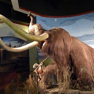 Elephant Encounter - Museum