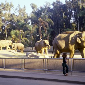 Asian Elephants - 1981