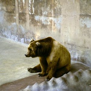 Brown Bear - 1981