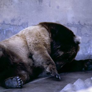 Brown Bear - 1981