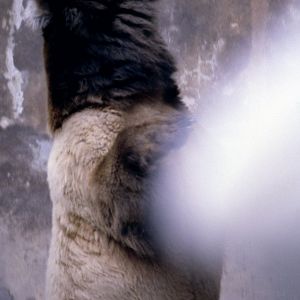 Brown Bear - 1981