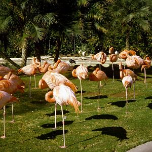 Flamingos - 1981