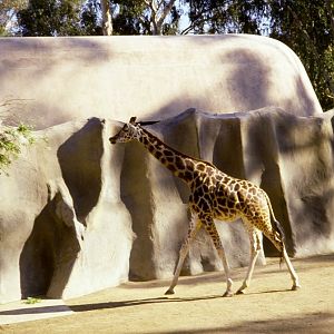 Giraffes - 1981