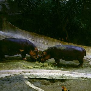 Hippos - 1981
