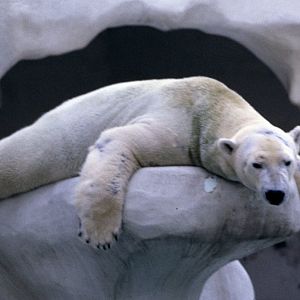 Polar Bear - 1981