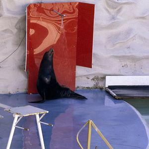 Sealion Show - 1981