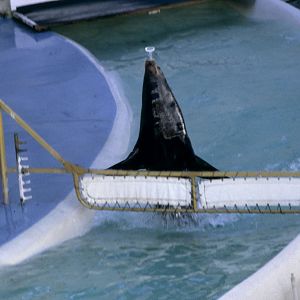 Sealion Show - 1981