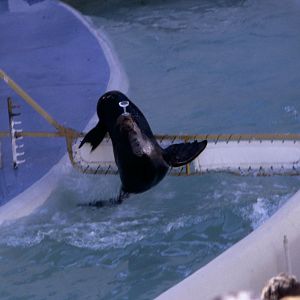 Sealion Show - 1981