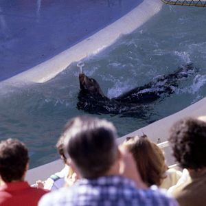Sealion Show - 1981