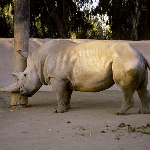 White Rhino - 1981