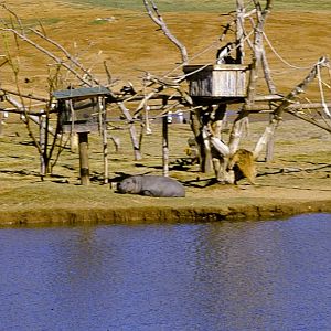 Island with Colobus and Hippo - 1981