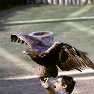 Bird-of-Prey Show