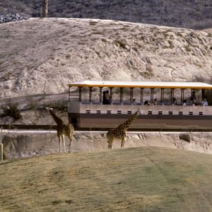 Giraffes and the Monorail - 1981