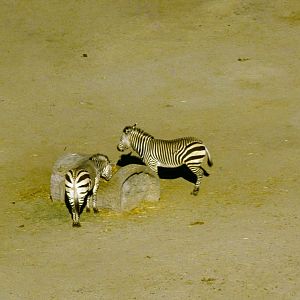 Mountain Zebra - 1981